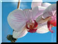 Renates Orchideen