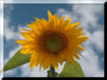 Sonnenblume