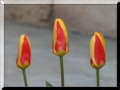 Tulpen