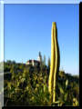 Kaktus in Kitzeck
