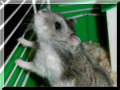 Elisabeths Hamster