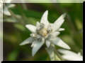 Edelweiss