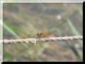 Libelle